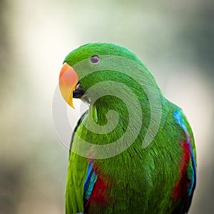 Close up of a green male Eclectus Roratus parrot