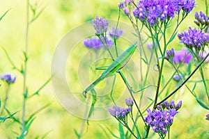 mantis on flowers