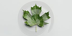 Close up of a green maple leaf on a light background