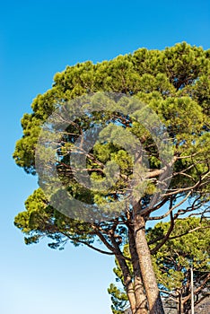 Maritime Pines on Clear Blue Sky - Mediterranean Region Italy