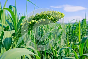 Millet ear