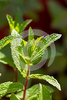 Close-up of green mint plants