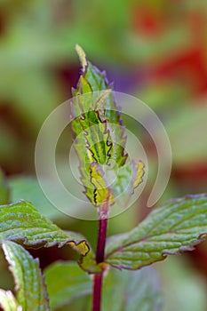 Close-up of green mint plants