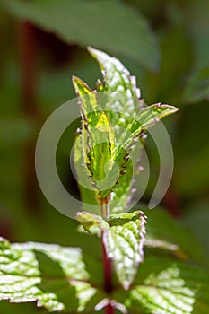 Close-up of green mint plants