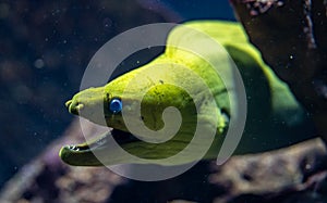Close up of Green morey eel, moray eel of the family Muraenidae is looking our from its hiding place