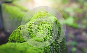 Close up of Green mos.