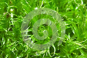 Close up of green moss
