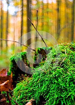 Close up of green moss in forest