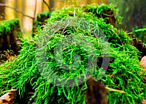 Close up of green moss in forest