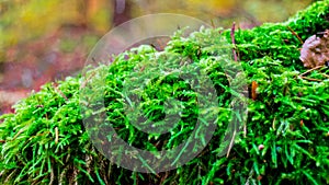 Close up of green moss in forest