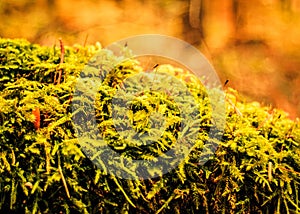 Close up of green moss in forest