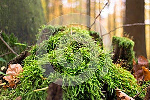 Close up of green moss in forest