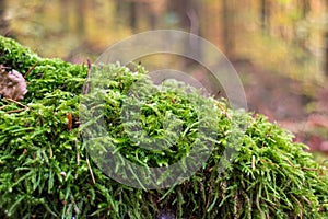 Close up of green moss in forest
