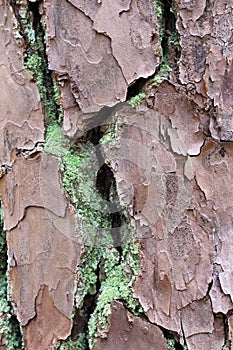 Close Up of Green Moss Growing in the Cracks of the Bark of a Loblolly Pine Tree