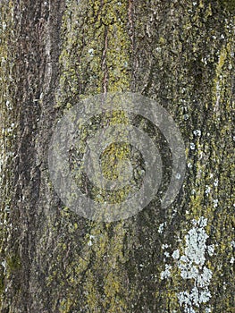 Close-up green moss on old tree bark background, close-up.