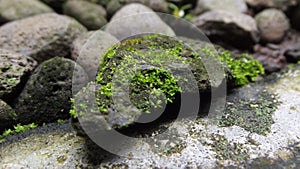 Close Up Green Moss on Rock background Wallpaper