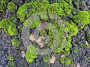 Close up of green moss sticks on the ground