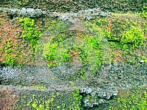 Close up green moss on stone wall.Natural green view suitable for your project