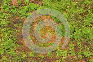 Close up of green moss texture background is growing on the old stone wall