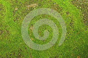 Close up of green moss texture background is growing on the old stone wall