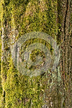 Close-up of green moss on tree bark
