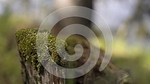 Close up of green moss on a tree stump with blurred forest on the background, summer nature concept. Stock footage. An