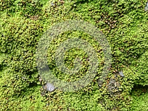 CLOSE UP GREEN MOSS IN TROPICAL CORAL ROCK