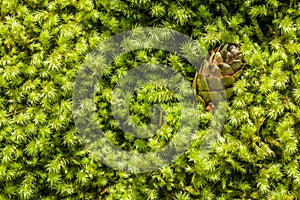 Close up of green moss undergrowth