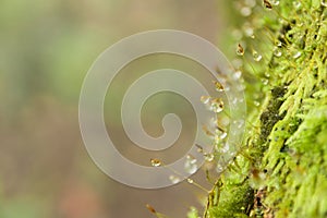 Close up green moss and water drop, copy space