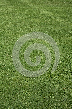 Close up of green and mowed lawn background