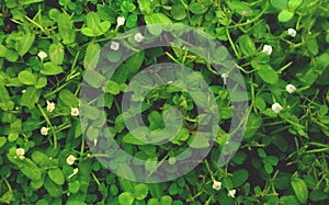 Close-up of green nature grass, Close-up of little white flowers and grass background