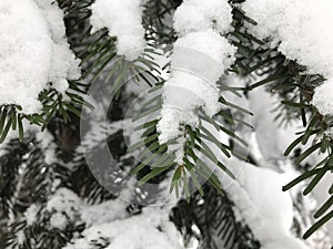 Close-up green needles of a Christmas tree covered with snow. winter photo