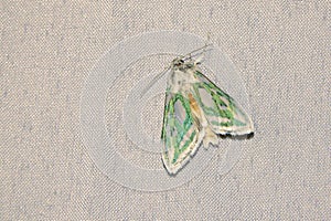 Noctuidae moth photo