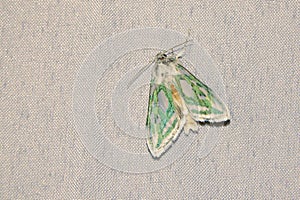 Noctuidae moth