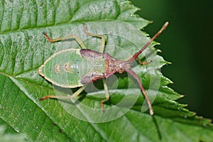 Close up of a green nymph of the box bug , Gonocerus acuteangula
