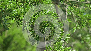 Close-up of green oak leaves
