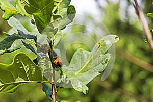 close-up of green oak leaves in the forest. tree