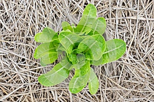 Close up green oak lettuce leaf