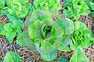 Close-up Green oak lettuce plant in farm. Top view