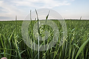 Close up on a green oat ears of wheat growing in the field. Agriculture. Nature product.