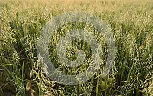 Close up on a green oat ears of wheat growing on the field. Agriculture. Nature product.