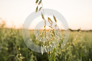 Close up on a green oat ears of wheat growing in the field in sunny day. Agriculture. Nature product.