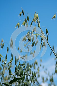 Close up of green oat plants against bright blue sky