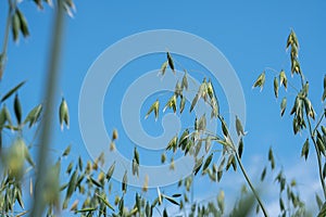 Close up of green oat plants against bright blue sky