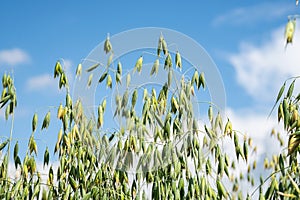 Close up of green oat plants against bright blue sky