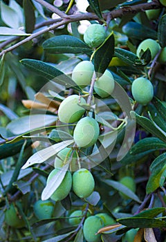 A close-up of green olive fruit on the branches of the tree among the foliage