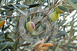 Close up of green olive on the tree branch.
