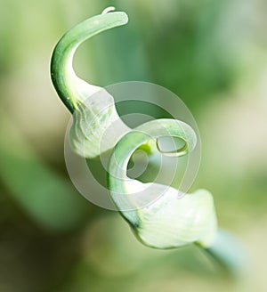 Close up of green onion head blooming at field .