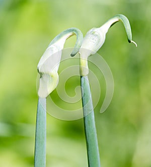 Close up of green onion head blooming at field