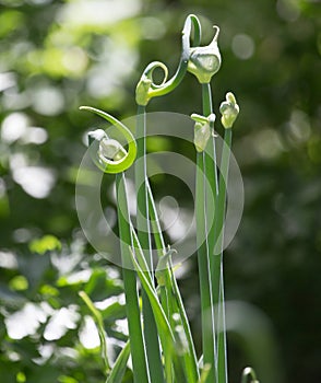 Close up of green onion head blooming at field